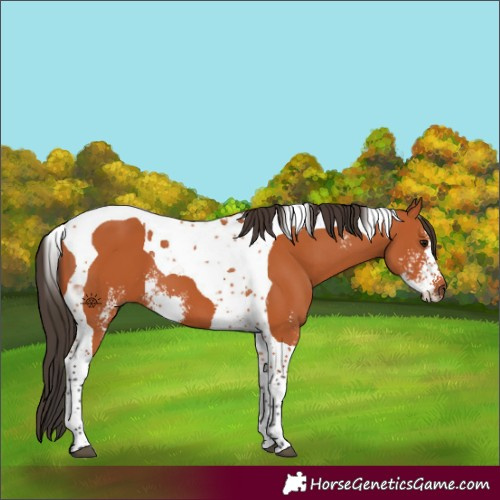 Horse Color:Bay Sabino Tobiano