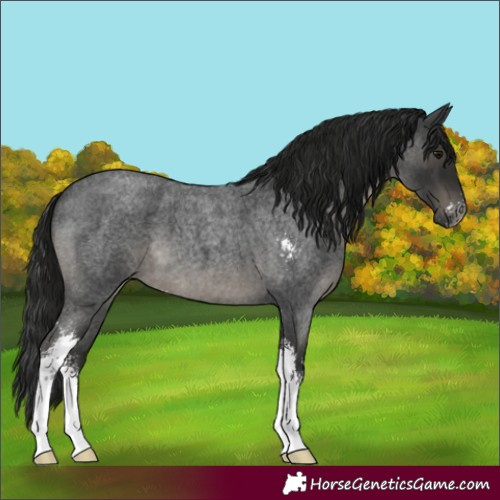 Horse Color:Gray Blue Roan Sabino 