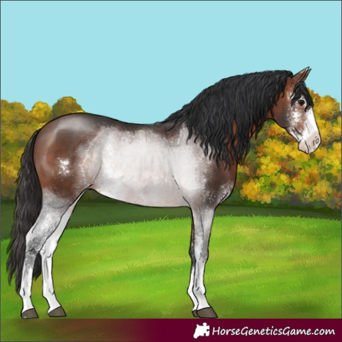 Horse Color:Brown Sabino Rabicano 