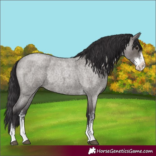 Horse Color:Smoky Grullo Roan Sabino Rabicano