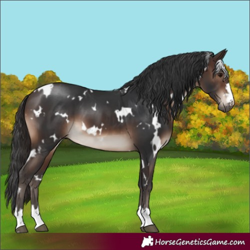 Horse Color:White Spotted Brown 