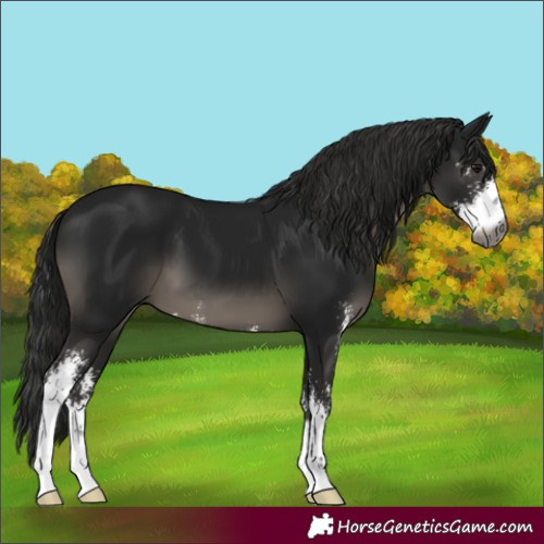 Horse Color:Gray Smoky Black Sabino 