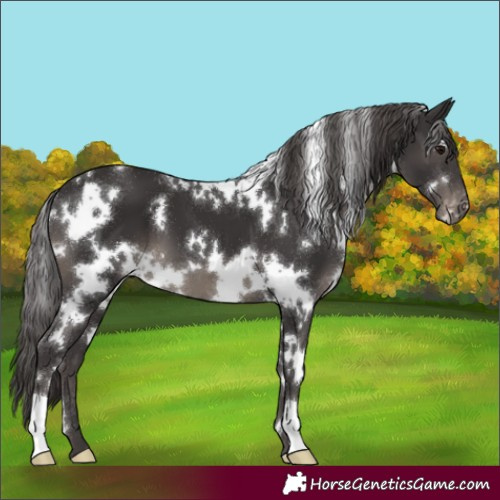 Horse Color:White Spotted Smoky Black Appaloosa