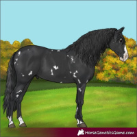 Horse Color:White Spotted Black Splash Rabicano 