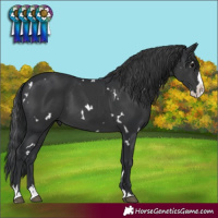 Horse Color:White Spotted Black Splash Rabicano 