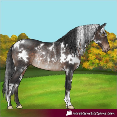 Horse Color:White Spotted Brown Appaloosa Rabicano