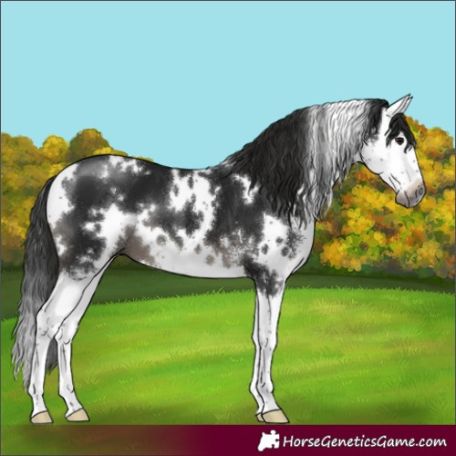 Horse Color:Gray White Spotted Black Sabino Splash