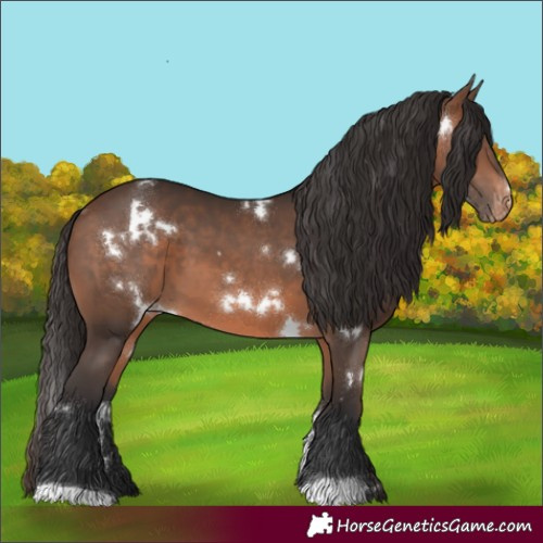 Horse Color:White Spotted Brown Appaloosa 