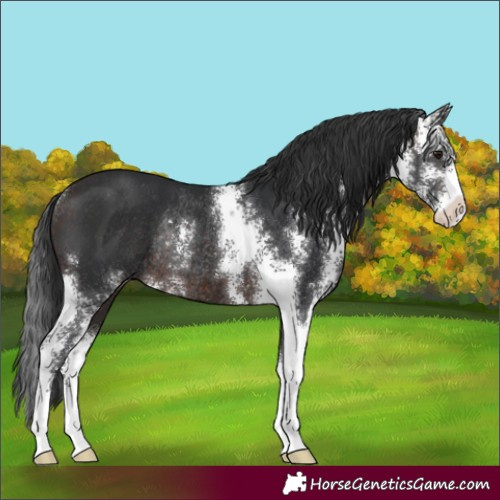 Horse Color:Brown Sabino Rabicano 