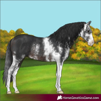 Horse Color:Brown Sabino Rabicano
