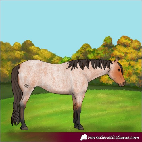 Horse Color:Bay Roan 