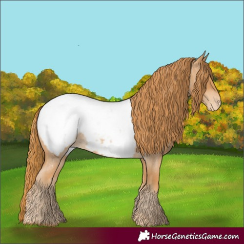 Horse Color:Red Roan Appaloosa