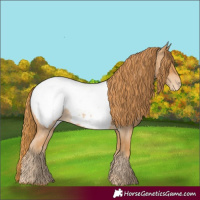 Horse Color:Red Roan Appaloosa