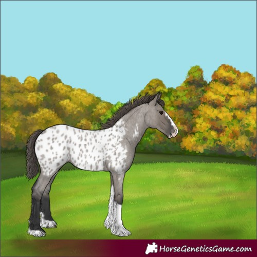 Horse Color:Grullo Roan Splash Tobiano Appaloosa 
