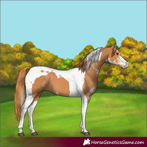 Horse Color:Chestnut Sabino Tobiano 