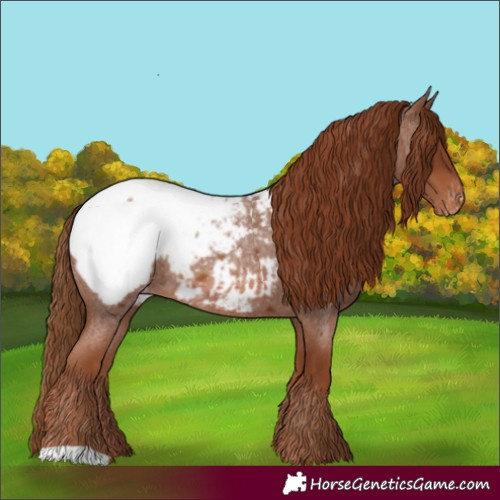Horse Color:Red Roan Appaloosa 