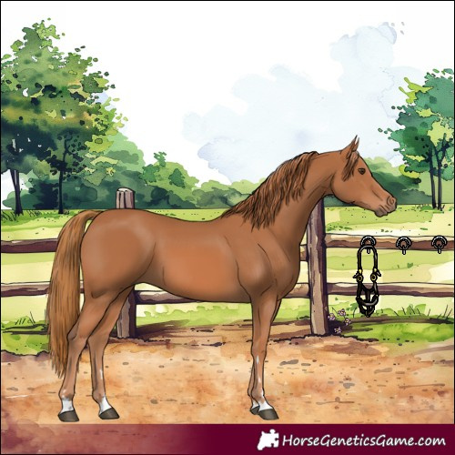 Horse Color:Chestnut 
