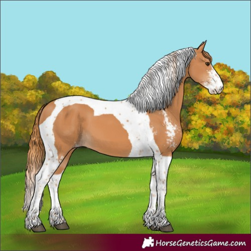 Horse Color:Chestnut Sabino Tobiano