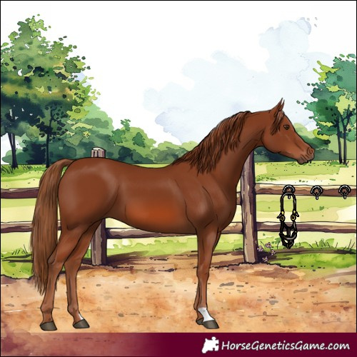 Horse Color:Chestnut 