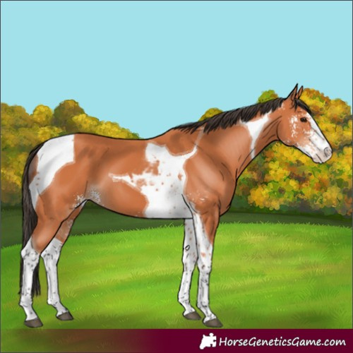 Horse Color:Bay Sabino Tobiano 