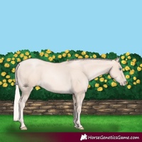 Horse Color:Gold Cream Champagne Pearl