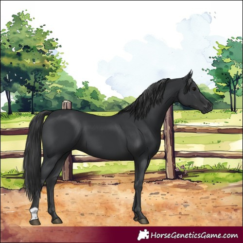 Horse Color:Black 