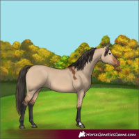 Horse Color:Bay Dun