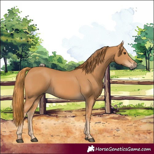 Horse Color:Chestnut 