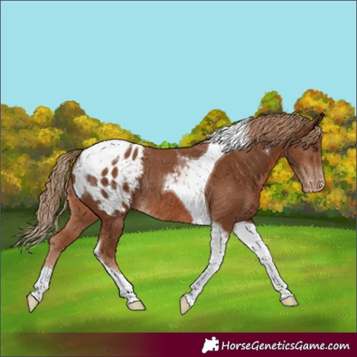 Horse Color:Chestnut Tobiano Appaloosa Rabicano 