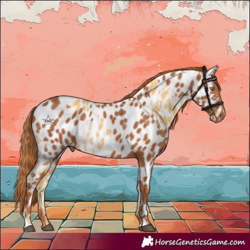 Horse Color:Palomino Appaloosa  and Chestnut Appaloosa 