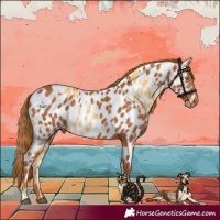 Horse Color:Palomino Appaloosa and Chestnut Appaloosa