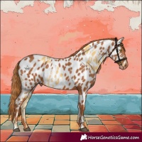 Horse Color:Palomino Appaloosa and Chestnut Appaloosa