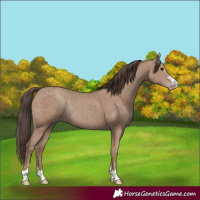 Horse Color:Classic Champagne Rabicano 