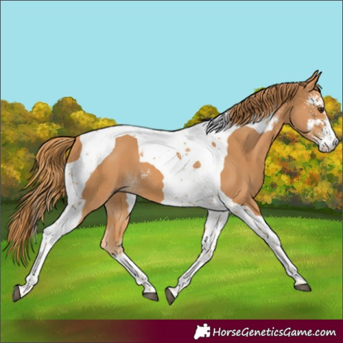 Horse Color:Chestnut Sabino Tobiano
