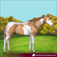 Horse Color:Chestnut Sabino Tobiano 