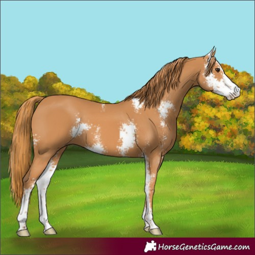 Horse Color:Chestnut Sabino