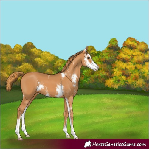 Horse Color:Chestnut Sabino 