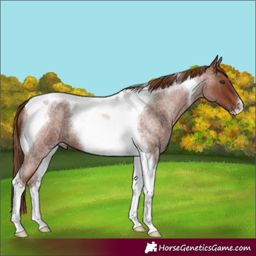 Horse Color:Red Roan Tobiano