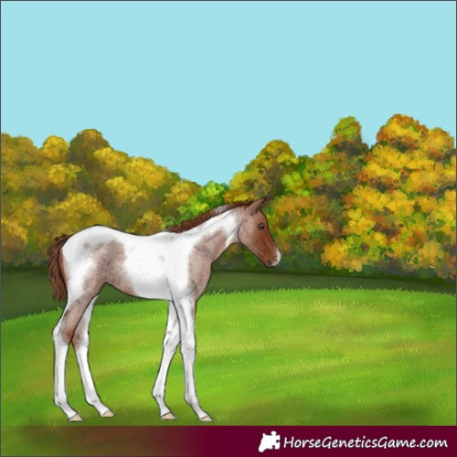 Horse Color:Red Roan Tobiano 
