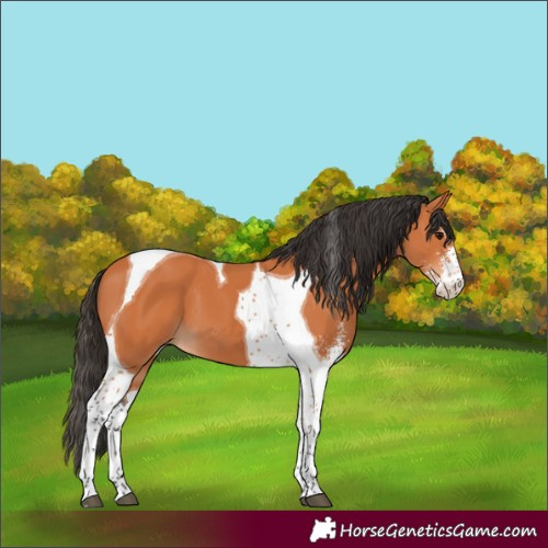 Horse Color:Bay Sabino Tobiano 