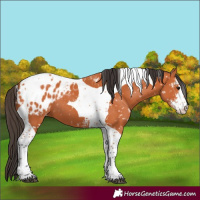 Horse Color:Bay Sabino Tobiano Appaloosa