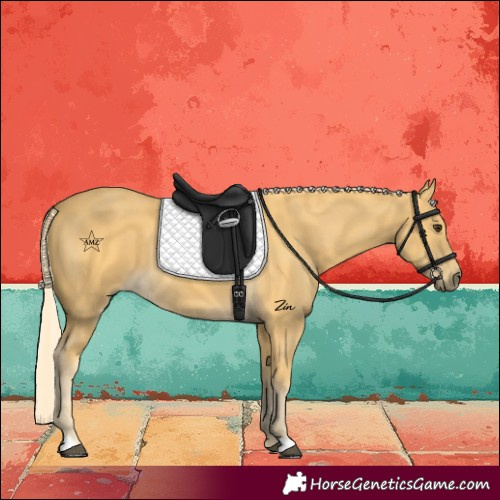 Horse Color:Palomino