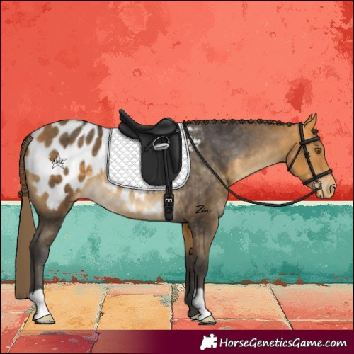 Horse Color:Buckskin Appaloosa 