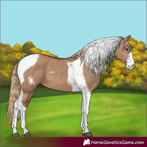 Horse Color:Red Dun Sabino Tobiano