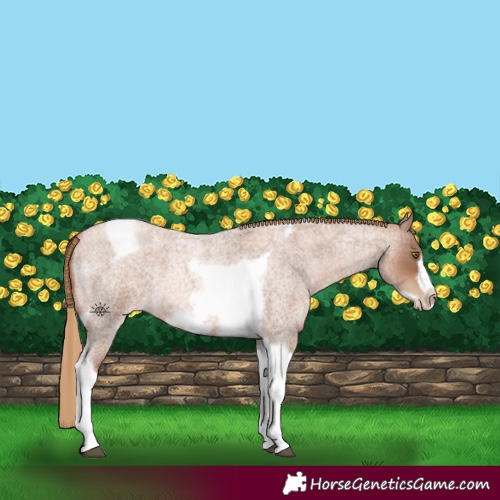 Horse Color:Liver Red Roan Pearl Tobiano Frame 