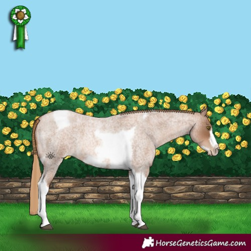 Horse Color:Liver Red Roan Pearl Tobiano Frame 