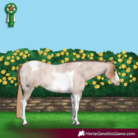 Horse Color:Liver Red Roan Pearl Tobiano Frame