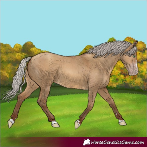 Horse Color:Gray Silver Amber Champagne Dun 
