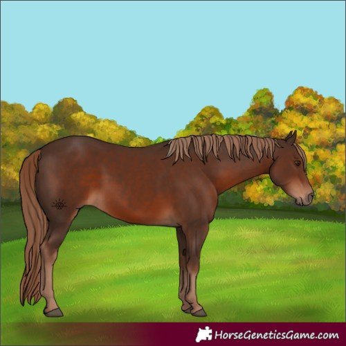 Horse Color:Liver Chestnut