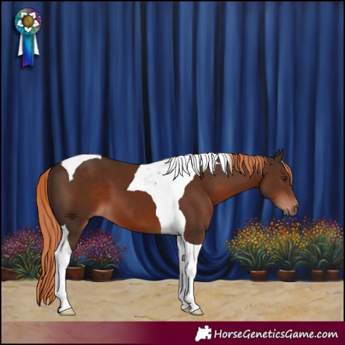 Horse Color:Liver Chestnut Tobiano 